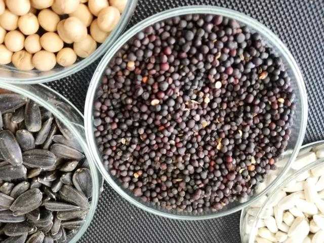 روسيا تدرس رفع الرسوم التصدير على البذور الزيتية بنسبة 50%..