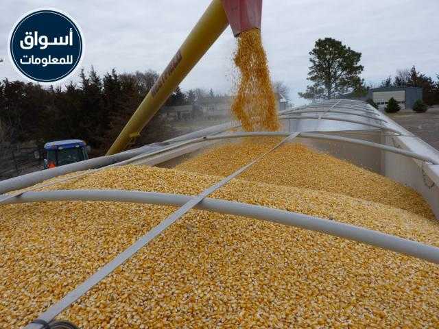 تراجع أسعار تصدير الذرة في أوكرانيا وسط تراجع أسعار الحبوب عالمياً..