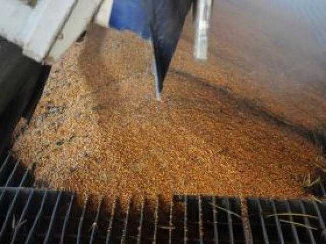 ارتفاع أسعار تصدير القمح و الذرة في أوكرانيا