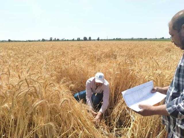 ”وزير الزراعة” : محصول  القمح  هذا العام يبشر بالخير