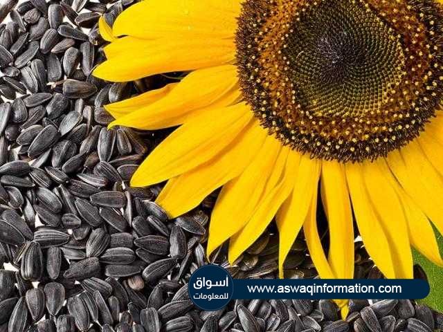 أوكرانيا تدرس فرض ضريبة صفرية على صادرات بذور عباد الشمس حتى نهاية الموسم