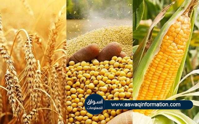 استمرار ارتفاع أسعار الذرة والصويا والقمح خلال تداولات اليوم الخميس في بورصة شيكاغو للتجارة