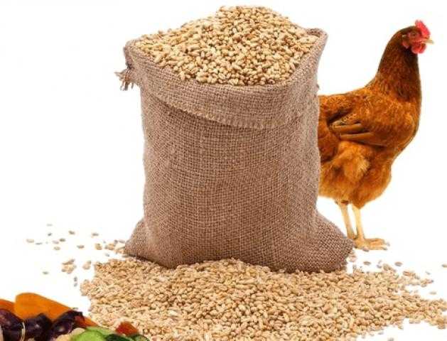 زيادة في أسعار أعلاف الدواجن  بالسوق المحلي بسبب ارتفاع الذرة وكسب الصويا عالميا