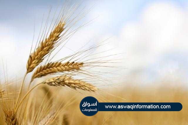 ارتفاع سعر تصدير القمح الأوكراني بمقدار 14 دولار للطن خلال الأسبوع الماضي