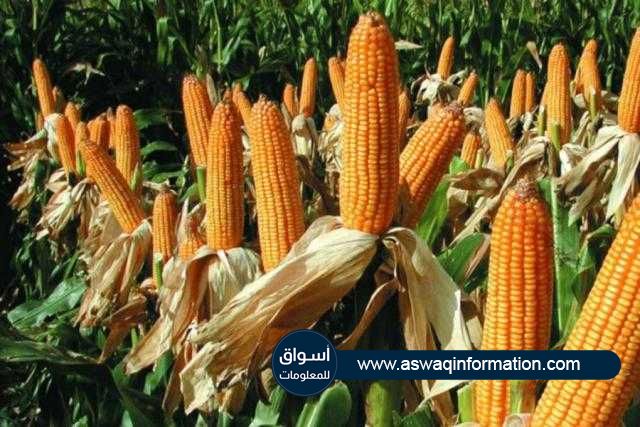 أوكرانيا تستعد لاستقبال محصول قياسي من الذرة في عام 2021 بنسبة زيادة 21%