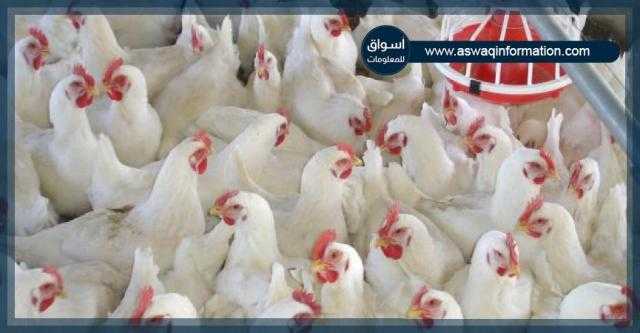 استقرار أسعار الدواجن و البيض اليوم السبت 8 مايو 2021