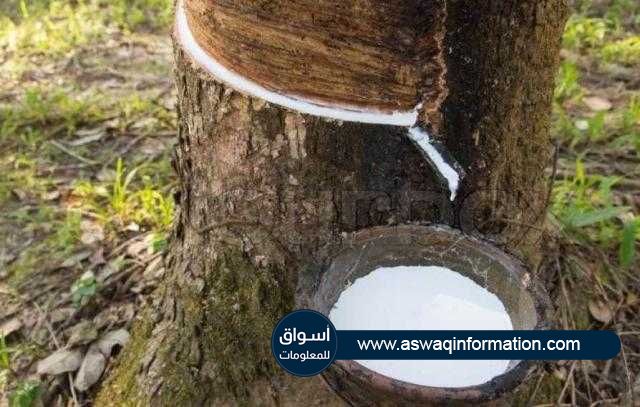 تباين العقود اﻵجلة للمطاط في أسيا بنهاية تعاملات الأسبوع