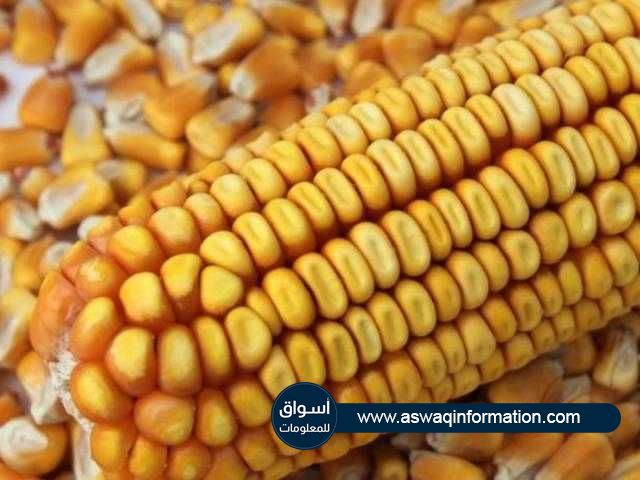 ارتفاع أسعار تصدير الذرة الأوكرانية بمقدار 11 دولار عن الأسبوع الماضي
