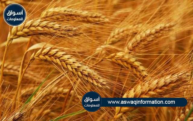 استمرار تراجع أسعار القمح بجلسة إغلاق بورصة شيكاغو اليوم الخميس