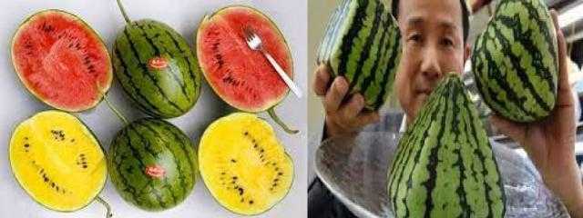 بالصور تعرف على أغرب أنواع البطيخ ..  «الهرمي والمربع والأصفر»