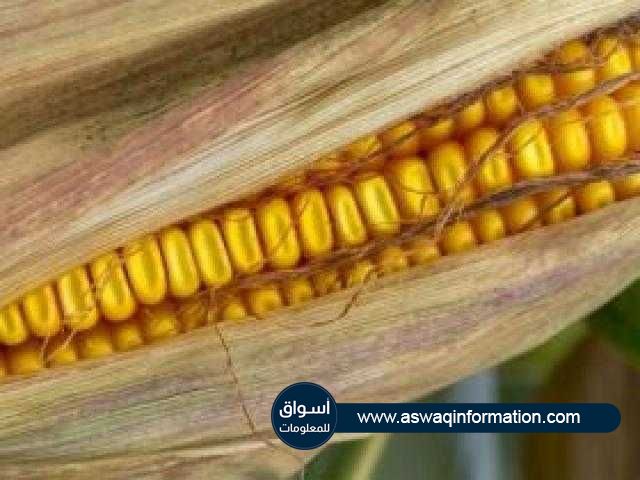 أسعار الذرة تتراجع في جلسة بداية الأسبوع ببورصة شيكاغو