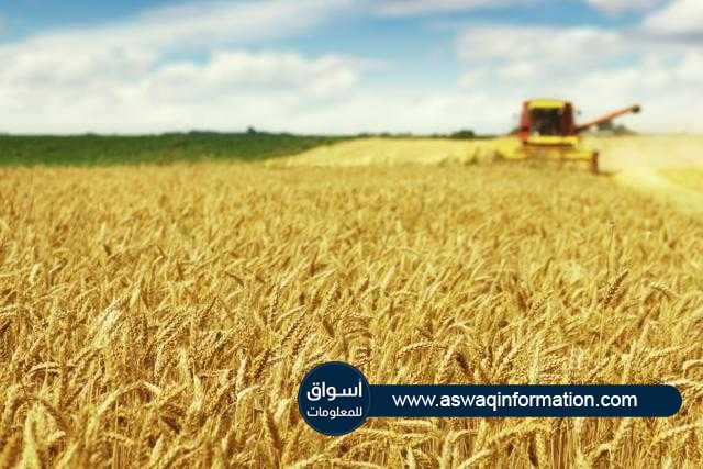 توقعات بارتفاع محصول القمح الأسترالي إلي 29.5 مليون طن خلال الموسم الجديد