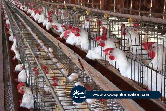 استقرار أسعار الدواجن و البيض في السوق المحلي ليوم السبت 29 مايو ‏‏2021‏