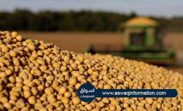 فول الصويا يحقق مكاسب أسبوعية متواضعة رغم الانخفاض بجلسة الأمس