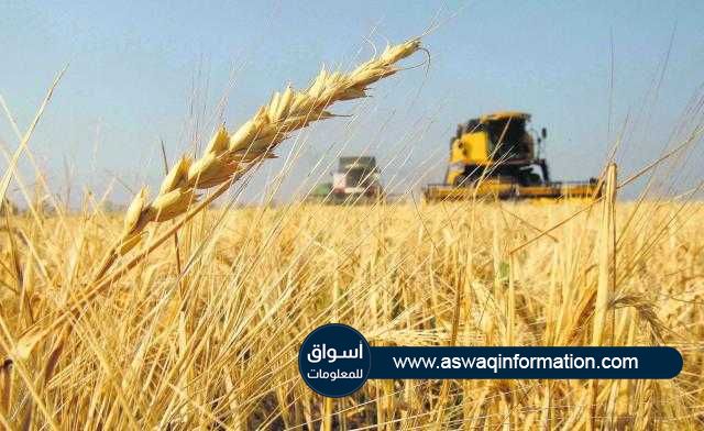 أسعار القمح تتراجع للأسبوع الثالث علي التوالي بجلسة الجمعة 28 مايو