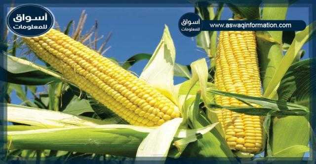 أسعار الذرة بالأسواق العالمية والمحلية ليوم الأحد 30 مايو 2021
