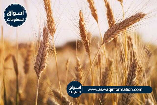 انخفاض أسعار تصدير القمح الروسي الأسبوع الماضي مع تراجع بورصتي شيكاغو وباريس