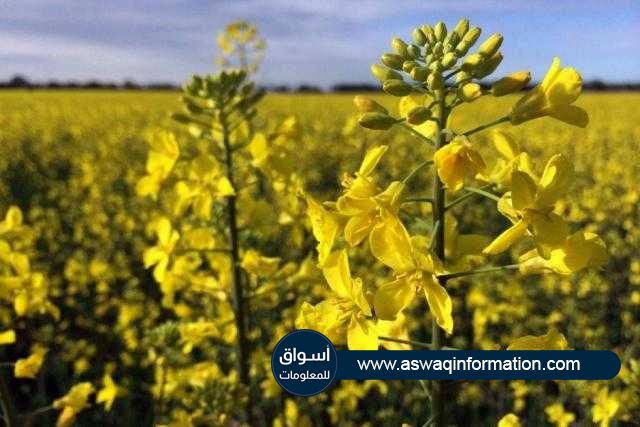 ارتفاع أسعار عقود الكانولا في بورصة نيويورك علي خلفية الطقس الجاف