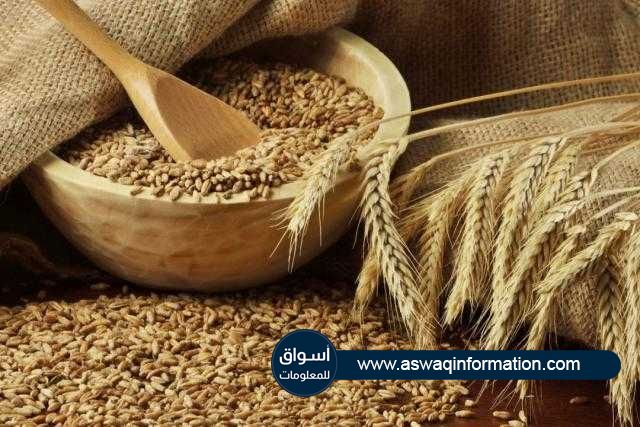 أسعار القمح تلحق بانخفاض الذرة في بورصة شيكاغو اليوم