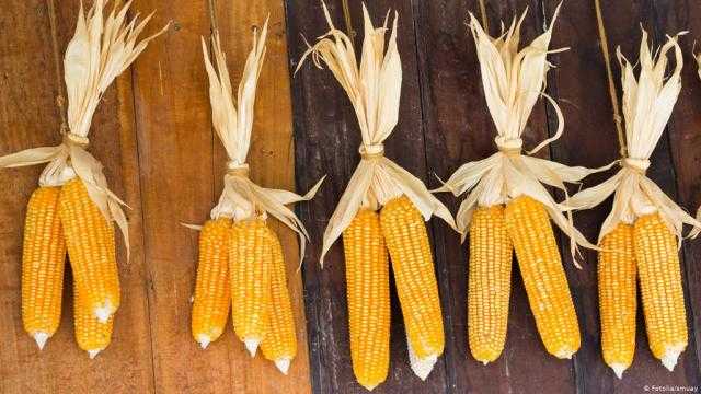 استقرار أسعار الذرة في السوق المحلي وارتفاعها عالمياً