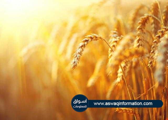 ارتفاع أسعار جميع انواع القمح في البورصات الأمريكية علي مدار الأسبوع