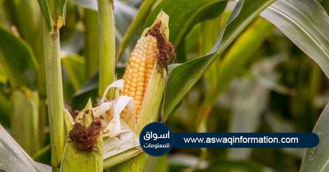 بورصة الحبوب في الأرجنتين تتوقع ارتفاع محصول الذرة إلي 50 مليون طن خلال 2020/21