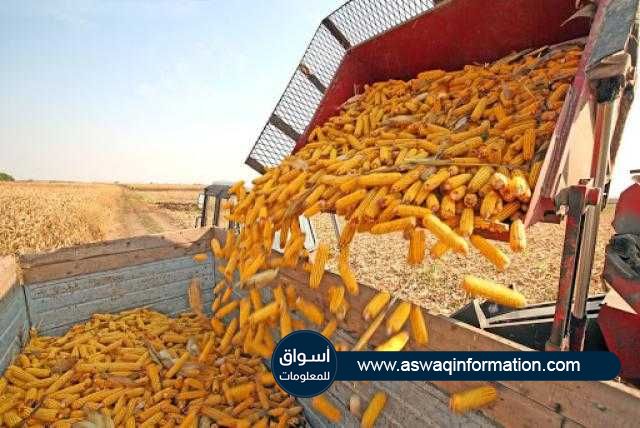 ارتفاع أسعار تصدير الذرة الأوكراني خلال الأسبوع الماضي مع استقرار القمح
