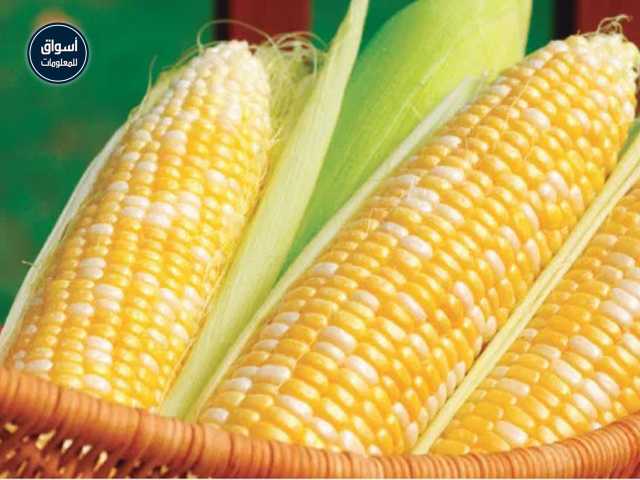 ارتفاع أسعار الذرة في السوق المحلي والعالمي ليوم الإثنين 7 يونيو 2021