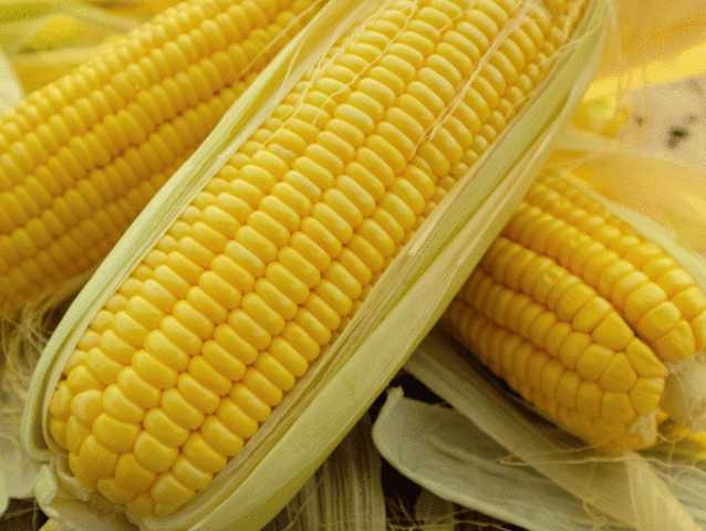بورصة شيكاغو تفتتح علي ارتفاع في أسعار الذرة اليوم الاثنين