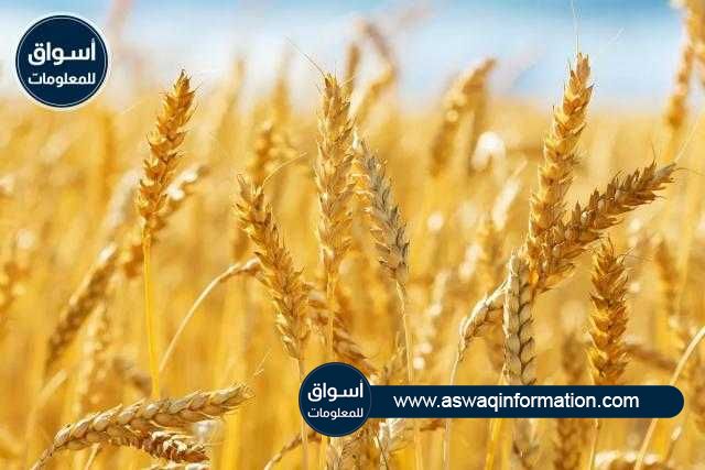 ارتفاع أسعار القمح في بورصة شيكاغو خلال تداولات جلسة اليوم