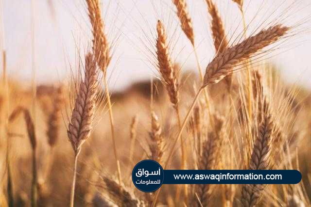 قمح شيكاغو يغلق علي ارتفاع في جلسة اليوم الثلاثاء بعد تراجع أمس