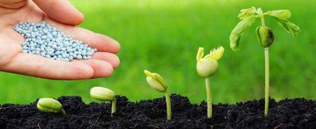 استقرار أسعار الأسمدة في السوق المحلي وانخفاضها عالميًا