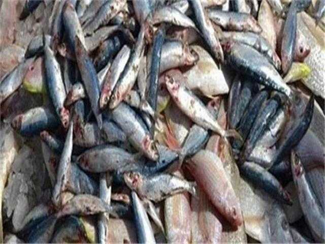 ضبط 8 طن أسماك مدخنة ولحوم ودواجن فاسدة