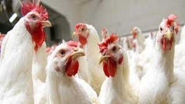 استقرار الدواجن و ارتفاع البيض بالسوق المحلي في عطلة نهاية الأسبوع الجمعة