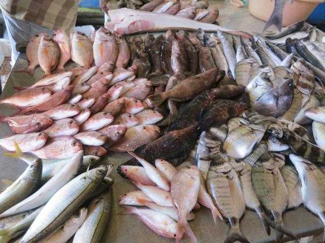 ”أسواق للمعلومات” ترصد أسعار الأسماك بسوق العبور في عطلة نهاية الأسبوع الجمعة 11 يونيو 2021