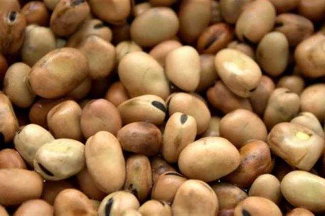 تعرف على .. أسعار الفول (البلدي-المستورد) اليوم السبت 12 يونيو 2021