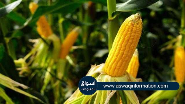 تراجع العقود الآجلة للذرة بجلسة الجمعة مع تحقيق مكاسب أسبوعية طفيفة