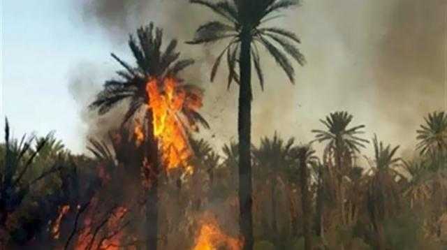 السيطرة على حريق بمزارع للنخيل في مركز الداخلة بالوادي الجديد