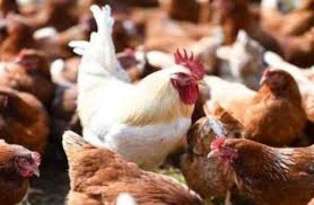 أسعار الدواجن والبيض تستقر بالسوق المحلي لليوم الثالث على التوالي