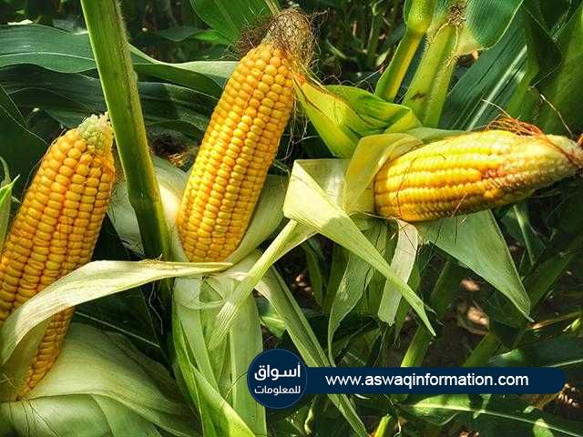 الذرة تغلق علي ارتفاع في بورصة شيكاغو للمحاصيل القديمة مسجلة 673 سنت للبوشل