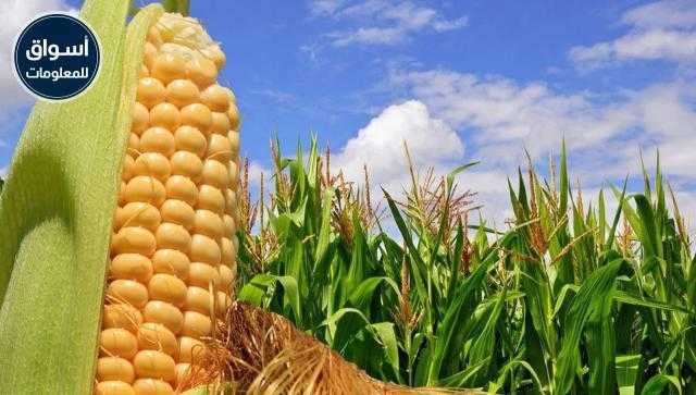 استقرار أسعار الذرة محليًا وانخفاضها عالميًا اليوم الخميس 17 يونيو 2021
