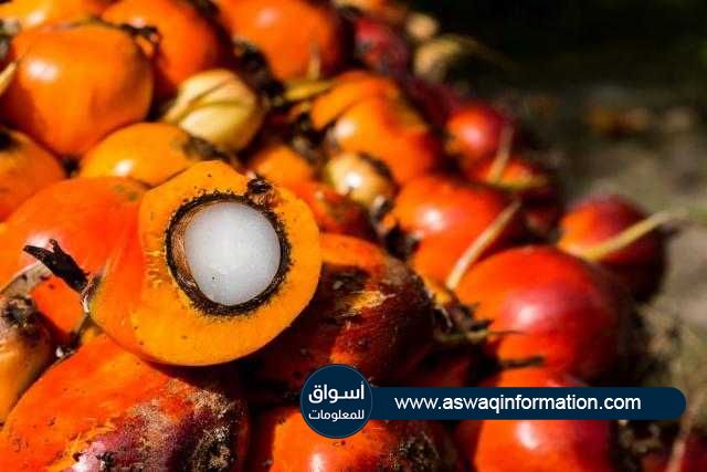 زيت النخيل يغلق علي تراجع في بورصة ماليزيا اليوم الخميس متأثراً بانخفاض الزيوت المنافسة