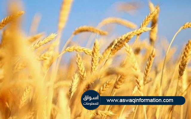 القمح يفتتح علي تراجع بعد ارتفاع أمس في بورصة شيكاغو اليوم