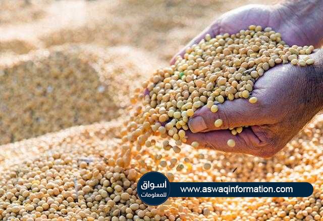فول الصويا يغلق علي تراجع تاريخي في بورصة شيكاغو لم يشهده منذ أواخر يناير
