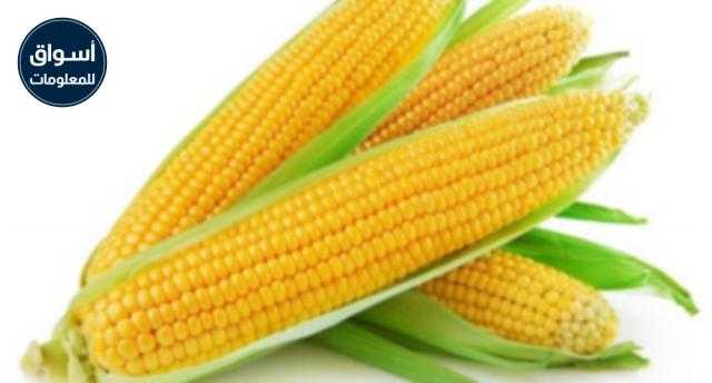 انخفاض أسعار الذرة محليًا وارتفاعها عالميًا بعد اغلاقها على انخفاض كبير في ختام تداولات جلسة أمس