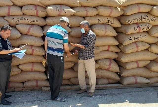 جولات ميدانية لمسئولي الزراعة للتأكد من جاهزية تقاوي المحاصيل