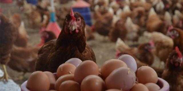 تعرف على .. أسعار الدواجن والبيض اليوم السبت 19 يونيو 2021