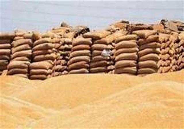 ببني سويف تم توريد 236 ألف طن قمح حتى الأن