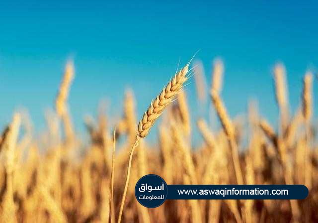 توقعات بارتفاع صادرات الاتحاد الأوروبي من القمح اللين بدعم من الأسعار التنافسية في 2021/22