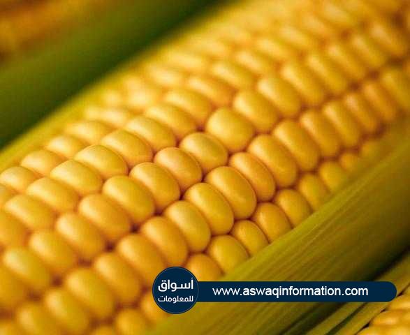 العقود الآجلة للذرة تفتتح جلسة بداية الأسبوع علي تراجع في بورصة شيكاغو للتجارة